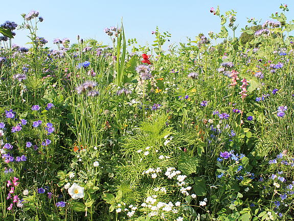 viterra® Zwischenfrucht-Mischung BLUMENTEPPICH