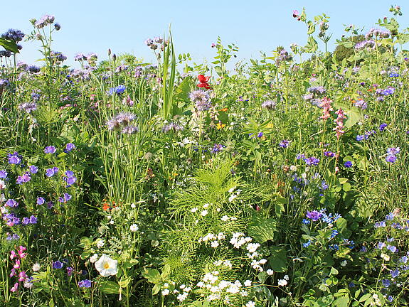  viterra® Zwischenfrucht-Mischung BLUMENTEPPICH