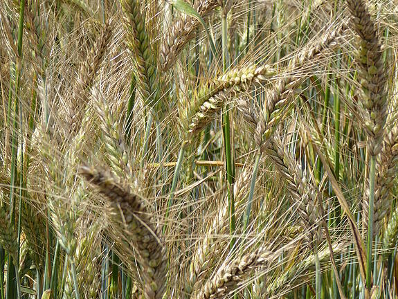 Spring rye OVID
