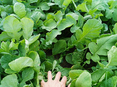 Ölrettich COMET, grüner Bestand