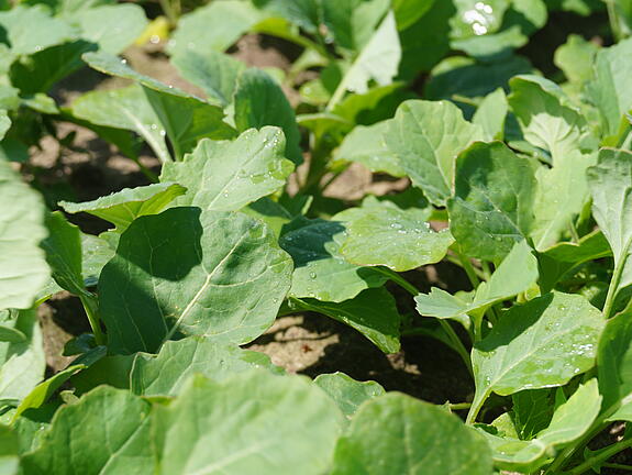 Winter forage rape FONTAN