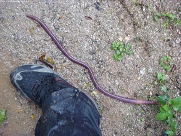 everestuncensored.org/tag/earthworm/