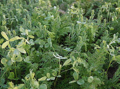 viterra ® RAPS,Bestand