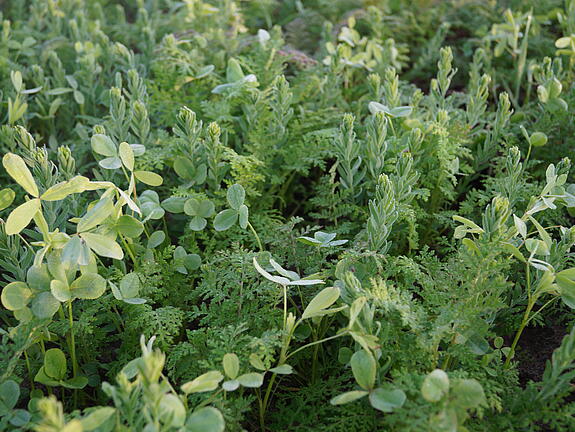 viterra® Cover crop blend RAPS