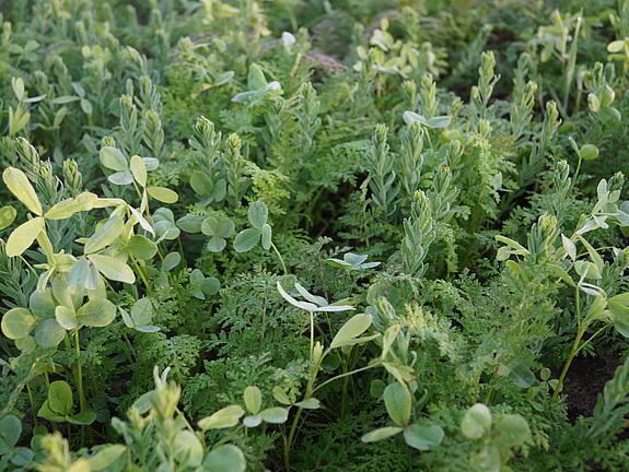 viterra® Cover crop blend RAPS