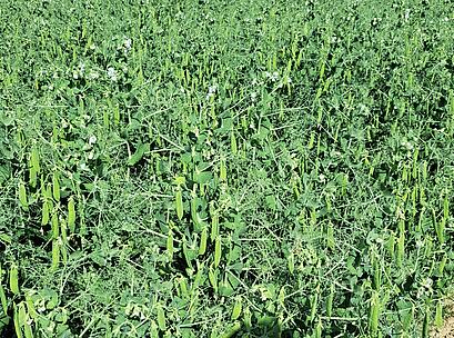 EF Bestand mit Blüte