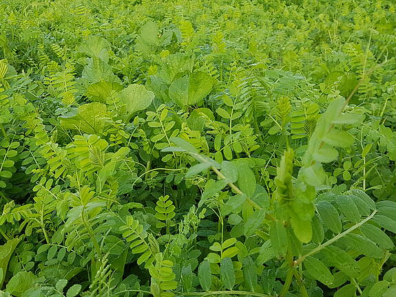 AGRONOM mit Sommerwicke