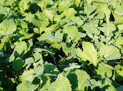 viterra® WASSERSCHUTZ, grüner Bestand