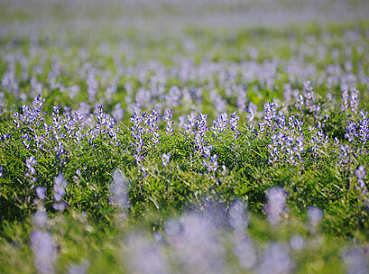 LUB Blaue Lupine AGAT Bestand Blüte