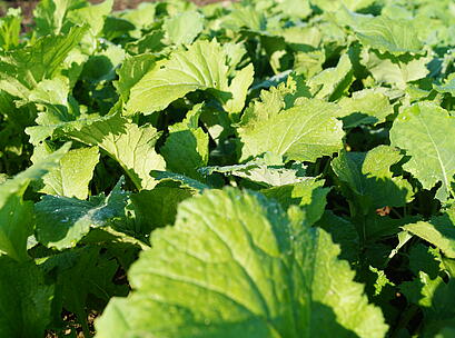 viterra® WASSERSCHUTZ, grüner, junger Bestand