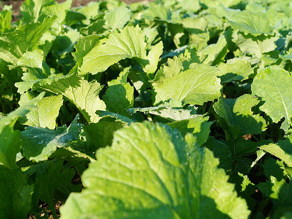 viterra® Cover Crop Blend WASSERSCHUTZ