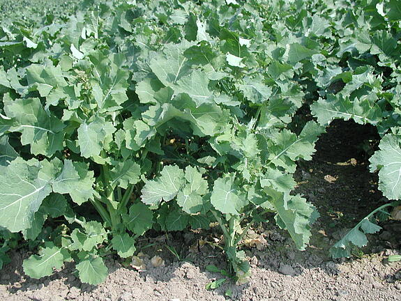 Winter forage rape PRESTIGE 00