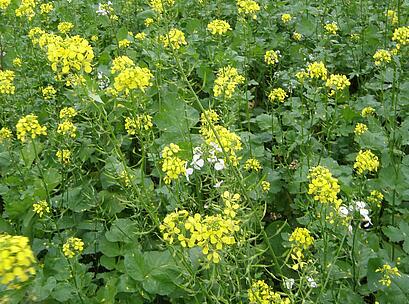 viterra ® Rübe, Bestand mit Blüte