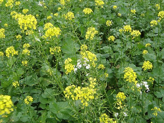 viterra® Cover crop blend RÜBE