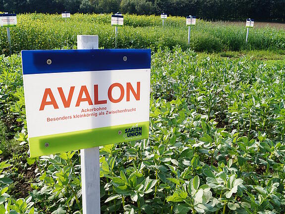 Ackerbohne AVALON