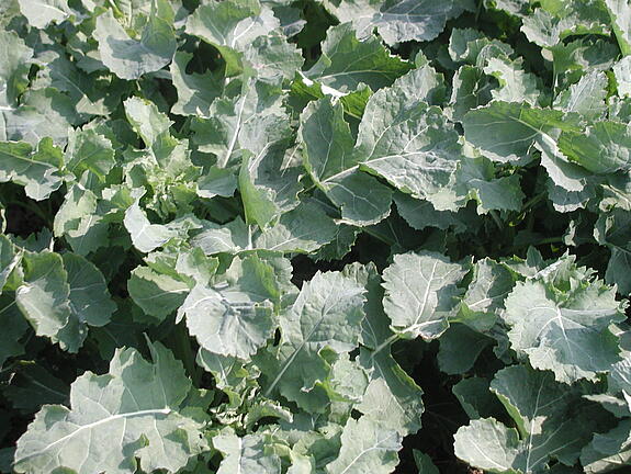Summer forage rape JUMBO 00
