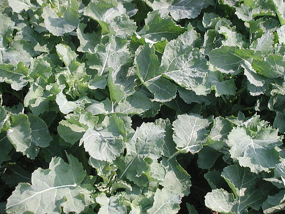 Sommerfutterraps JUMBO 00