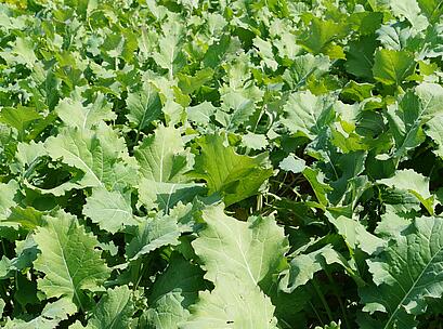 Winterfutterraps EMERALD, grüner Bestand