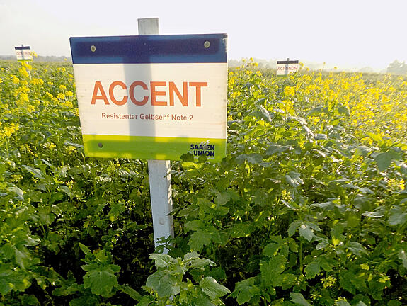 Nematodenresistenter Gelbsenf ACCENT