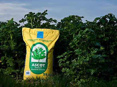 Gelbsenf Ascot, Sack vor Bestand