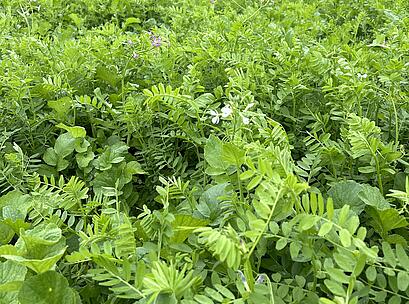 Sortengreening 6.JPG