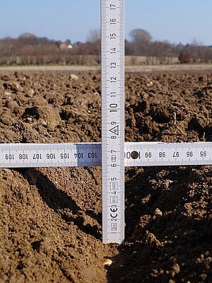 Die Ackerbohnen werden 6-8 cm tief abgelegt