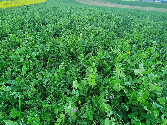 viterra® Cover Crop Blend UNIVERSAL N-PLUS