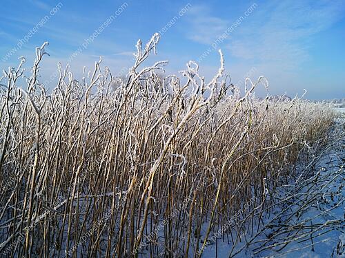 Zwischenfrucht im Frost