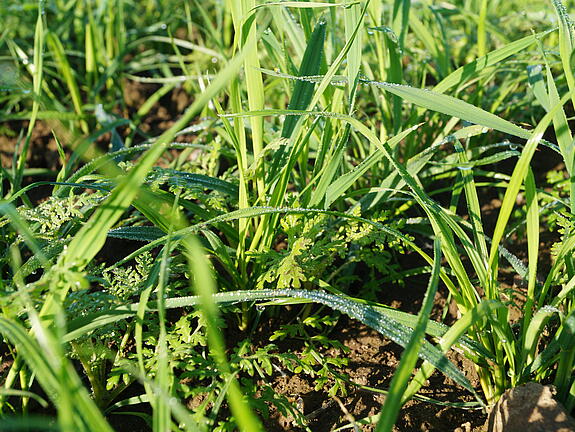 [Bitte in "English" übersetzen:]