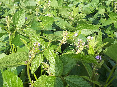 Bestand mit Blüte POCAHONTAS
