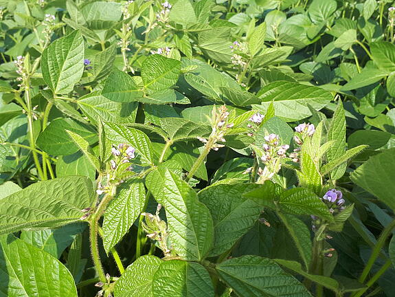 Soybean POCAHONTAS