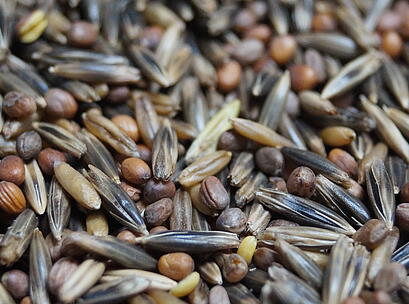 viterra® INTENSIV, Saatgut