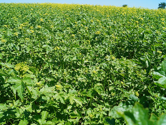 White mustard BONUS