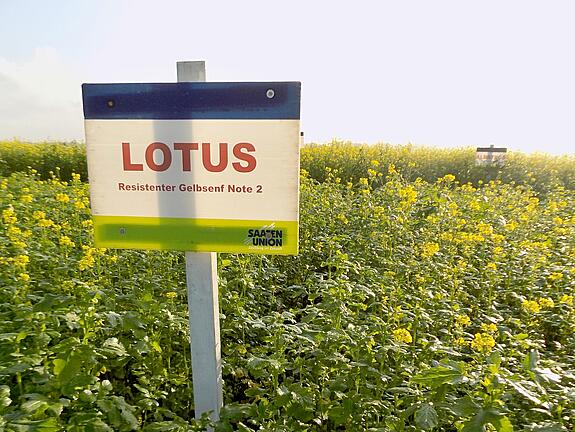 Nematode resistant White mustard LOTUS