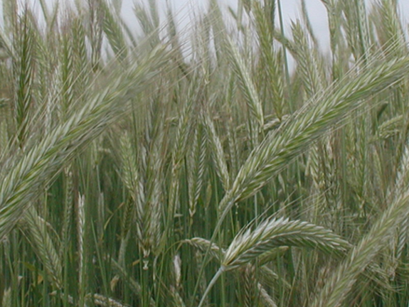 Winter rye REFLEKTOR