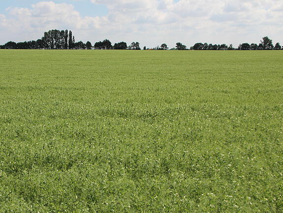 Winter forage pea PIONIR