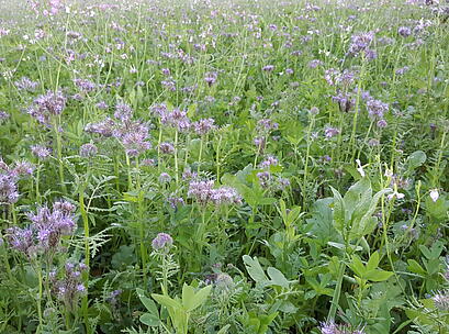 viterra ® TRIO, Bestand mit Blüte
