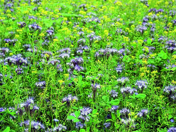 viterra® Cover Crop Blend RÜBENGARE