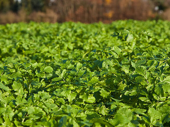 Nematode resistant White mustardTOPAS