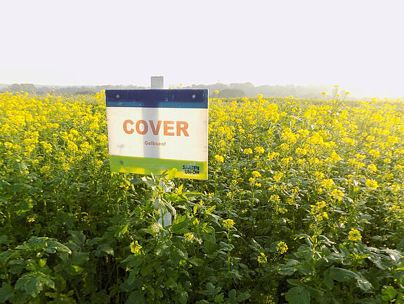 White mustard COVER