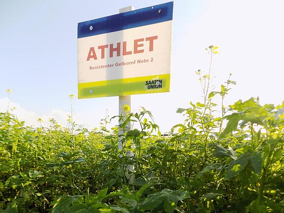 Nematode resistant White mustard ATHLET