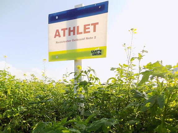 Nematodenresistenter Gelbsenf ATHLET