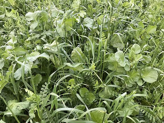 Cover crop blend viterra® INTENSIV N-PLUS