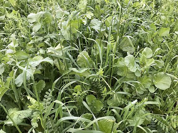 Zwischenfrucht-Mischung viterra® INTENSIV N-PLUS