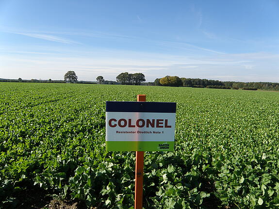 Nematode-resistant oil radish COLONEL