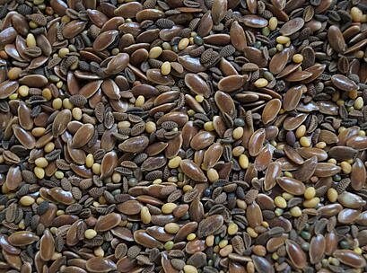viterra ® Raps, Saatgut