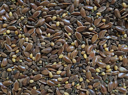 viterra ® Raps, Saatgut