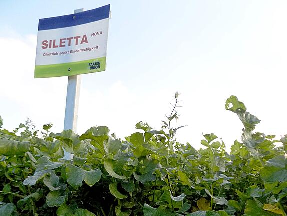 Ölrettich SILETTA NOVA