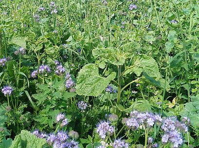 viterra® HORRIDO, Bestand in Blüte