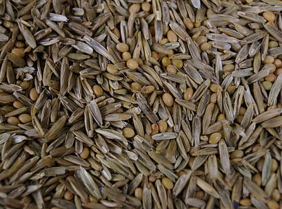 viterra® Futter, Saatgut